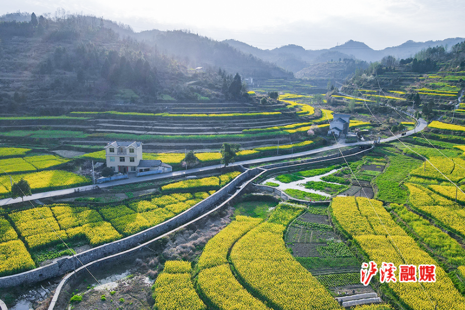 油菜花1.jpg2.jpg3.jpg4.jpg5.jpg