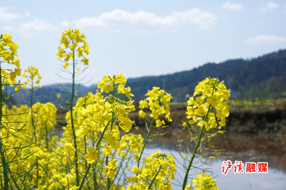 油菜花1.jpg2.jpg3.jpg