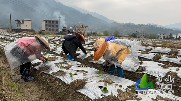 所城镇舜岩村：紫茄种植正当时 特色产业助振兴.jpg