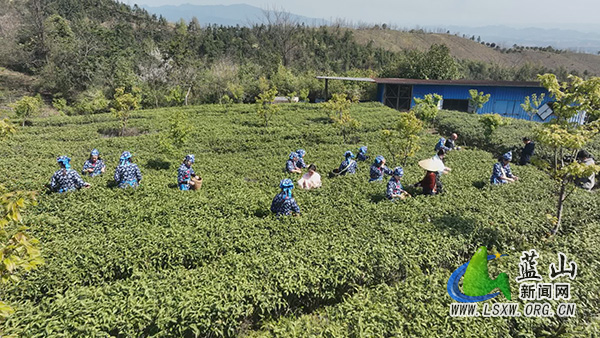我县头茬春茶抢“鲜”上市1.jpg
