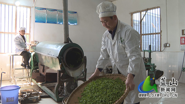 我县头茬春茶抢“鲜”上市2.jpg