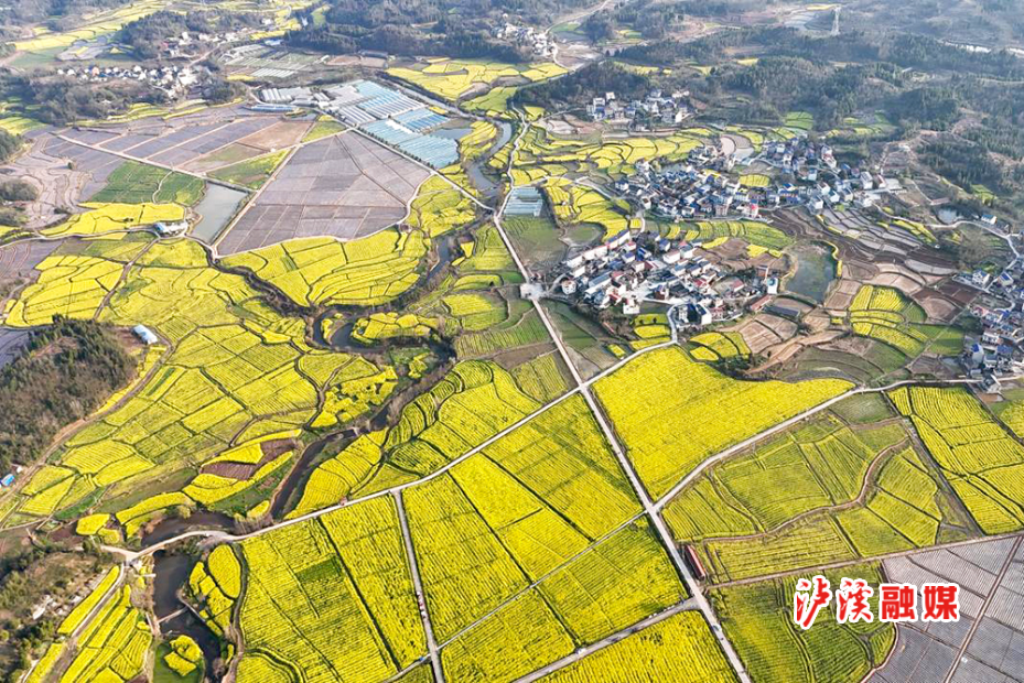 青草.jpg