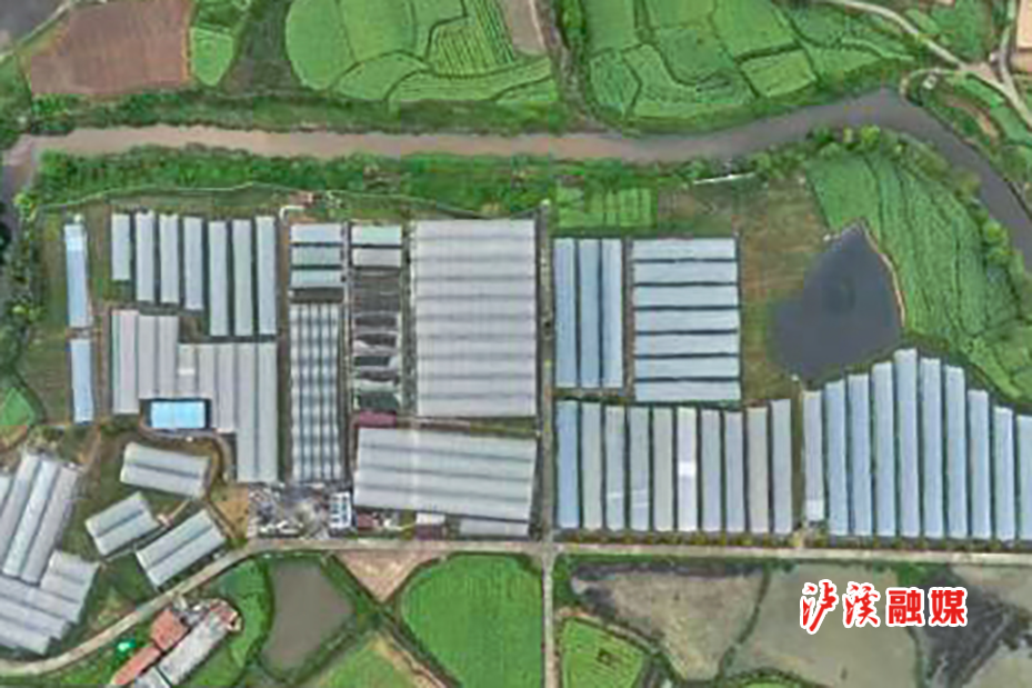 青草.jpg1.jpg