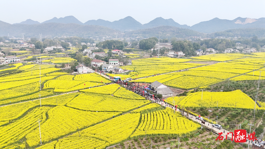 夹山镇：春意盎然油菜黄 花海文旅共飘香1.jpg