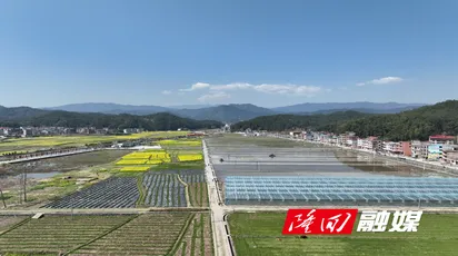 羊古坳镇雷峰村：超级稻基地再生稻播撒新希望