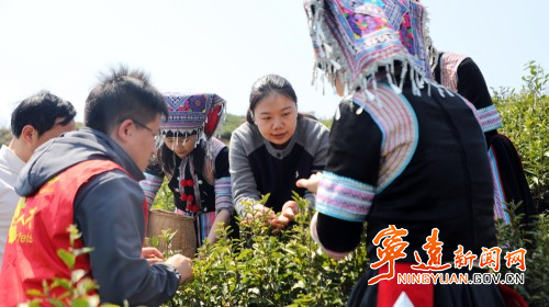 宁远：科技助农 推动茶叶产业高质量发展1_副本500.jpg
