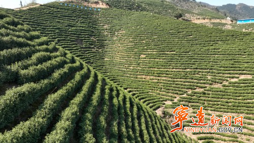 宁远：科技助农 推动茶叶产业高质量发展2_副本500.jpg