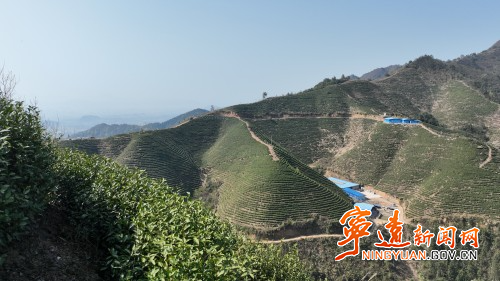 宁远：科技助农 推动茶叶产业高质量发展3_副本500.jpg