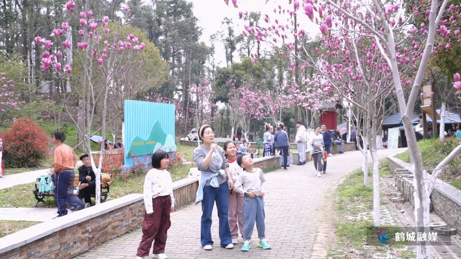 怀化市鹤城区：中坡国家森林公园玉兰花盛放引游人（半成品）01.mp4_20250326_161214.199.jpg