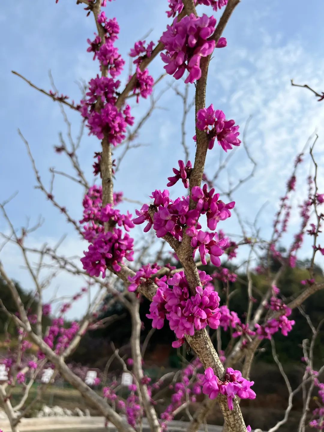 微信图片_20250325152420.jpg