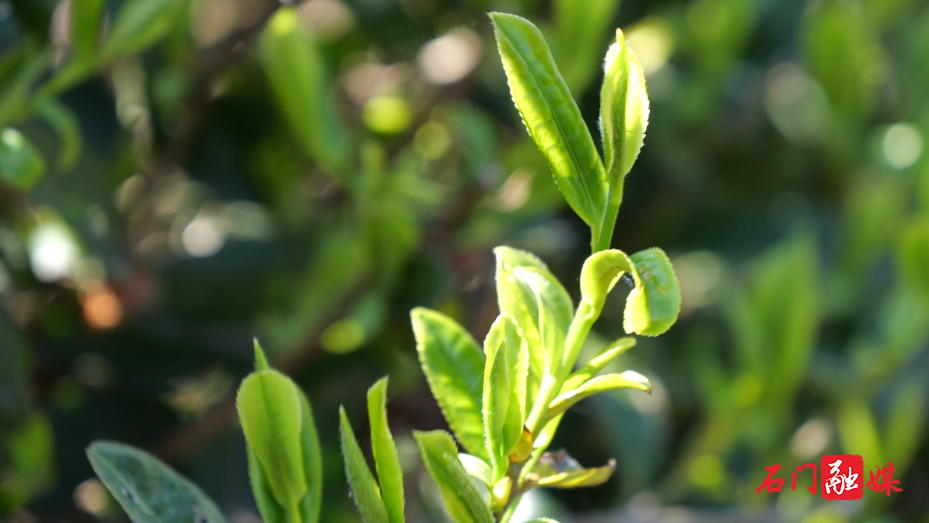 大同山国有林场:茶山染新绿 春茶采收忙3.png 大同山国有林场:茶山染新绿 春茶采收忙3.png