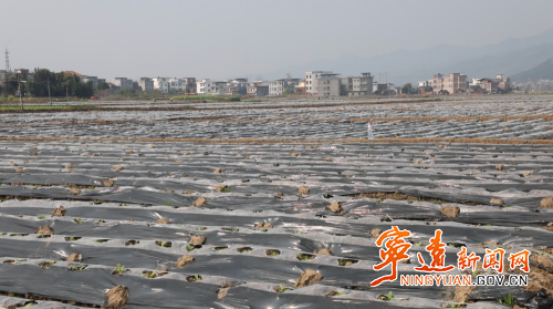 宁远：烤烟田间管护忙 技术服务来护航3_副本500.png