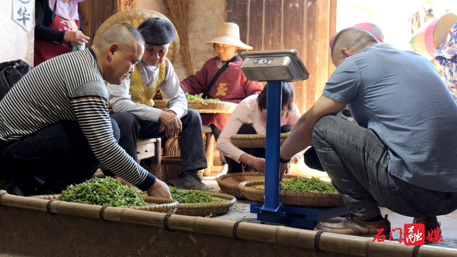 大同山国有林场:茶山染新绿 春茶采收忙4.png 大同山国有林场:茶山染新绿 春茶采收忙4.png