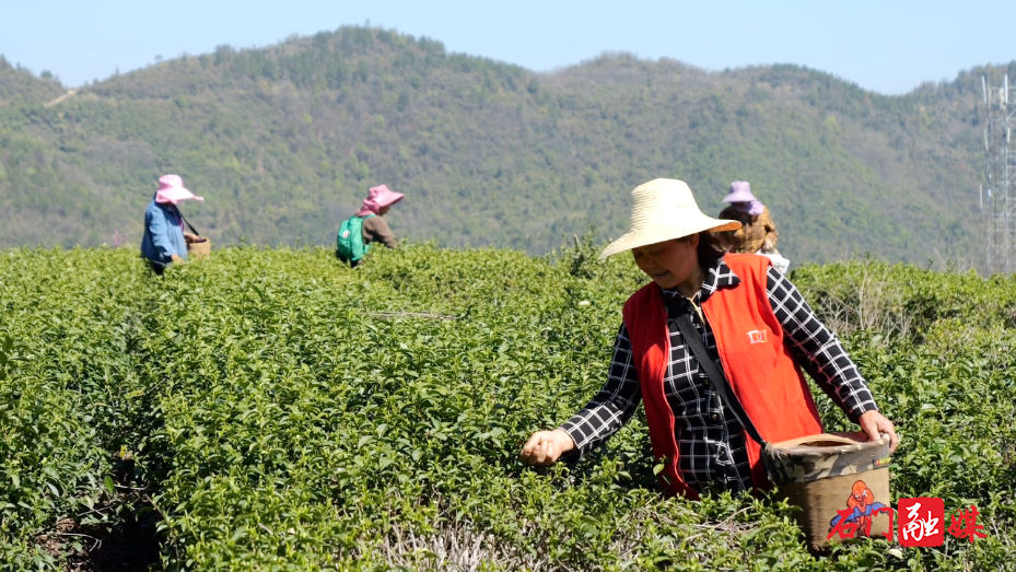 大同山国有林场:茶山染新绿 春茶采收忙2.png 大同山国有林场:茶山染新绿 春茶采收忙2.png
