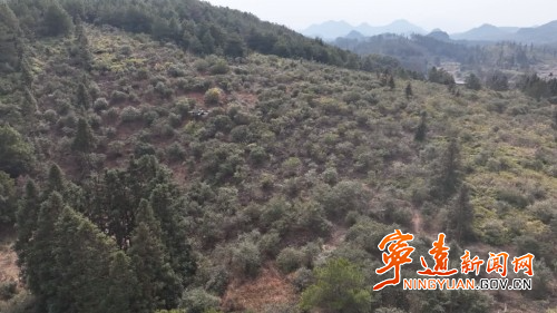寧遠：科技賦能  密森林防火安全網1_副本500.jpg