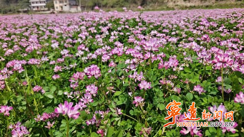 宁远：以绿肥种植绘就乡村振兴生态画卷2_副本500.jpg