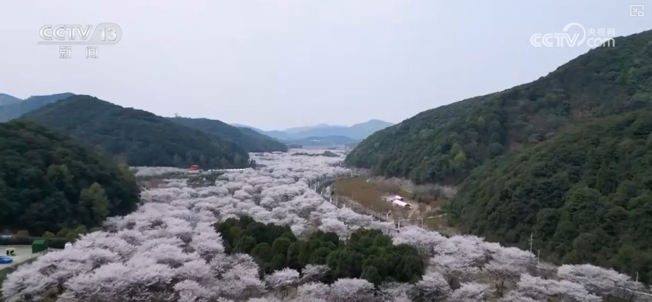 听音乐、赏美景、品美食……“颜值”变“产值”激活乡村春日消费新场景