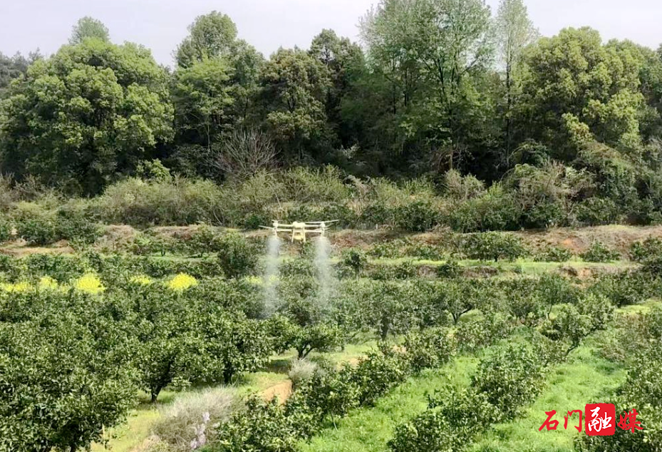 夹山镇:无人机助力柑橘稳产增收1.jpg 夹山镇:无人机助力柑橘稳产增收1.jpg