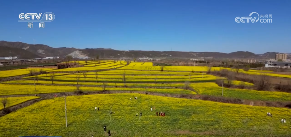 从“土味山野”到“网红打卡地” 多地以“花”为媒为乡村振兴增香添彩