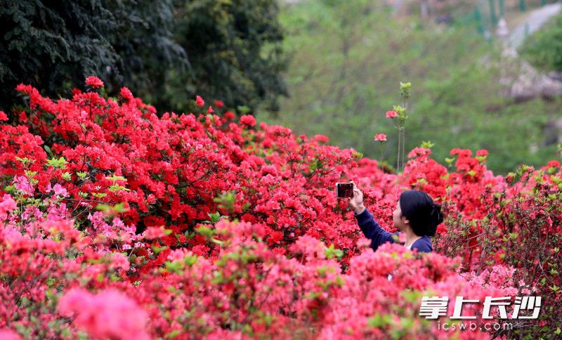 在长沙，不用远赴郊外，就能邂逅春日里的杜鹃花海。均为长沙晚报全媒体记者贺文兵摄