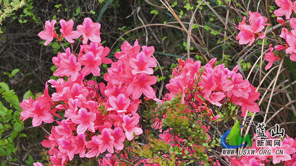 美丽蓝山：人间芳菲四月天 正是山花 烂漫时 1.jpg
