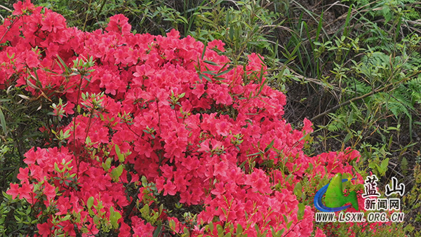 美丽蓝山：人间芳菲四月天 正是山花 烂漫时 2.jpg