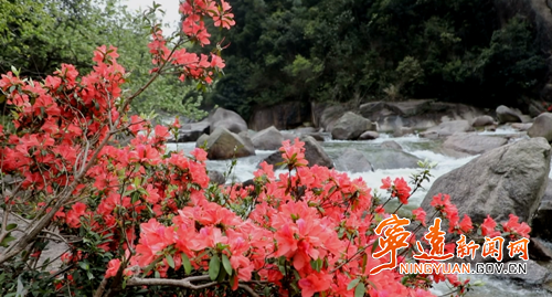 【九嶷山景区奋力冲刺AAAAA】宁远：石缝中的杜鹃傲然绽放_副本500.png