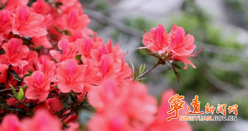 【九嶷山景区奋力冲刺AAAAA】宁远：石缝中的杜鹃傲然绽放3_副本500.jpg