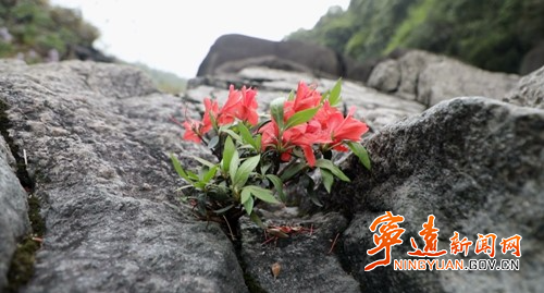 【九嶷山景区奋力冲刺AAAAA】宁远：石缝中的杜鹃傲然绽放4_副本500.jpg