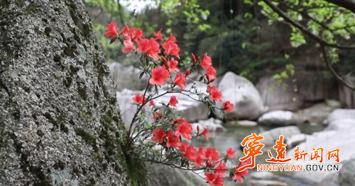 【九嶷山景区奋力冲刺AAAAA】宁远：石缝中的杜鹃傲然绽放5_副本500.jpg