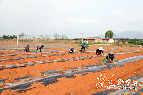 【拼经济·抓项目·促发展】宁远：巩固拓展脱贫攻坚成果园助农增收_副本500.png