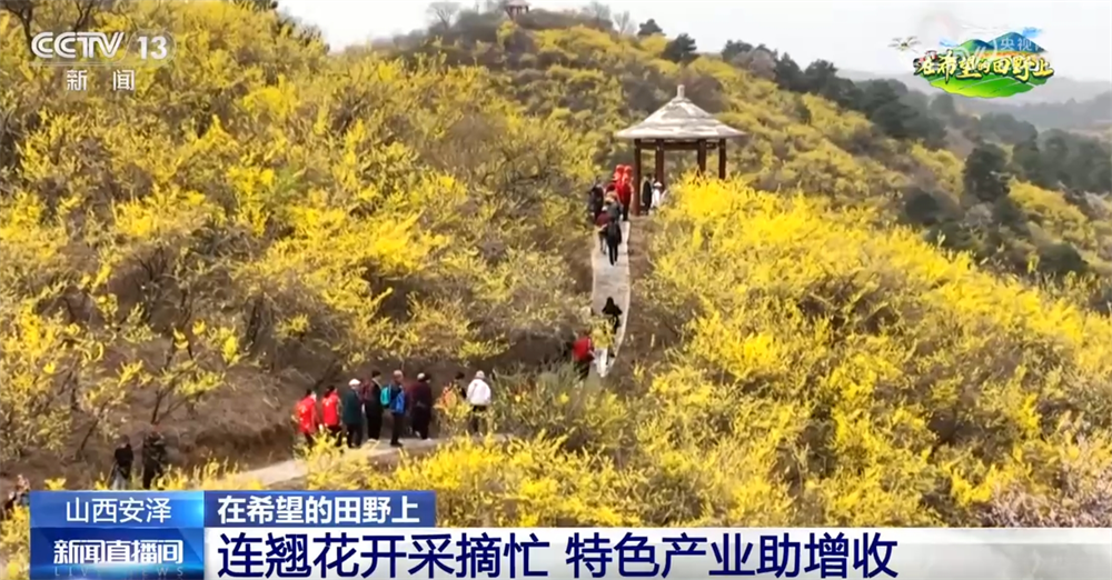从“赏花1.0”到“产业2.0” 特色产业“以花为媒”绘就乡村振兴新画卷