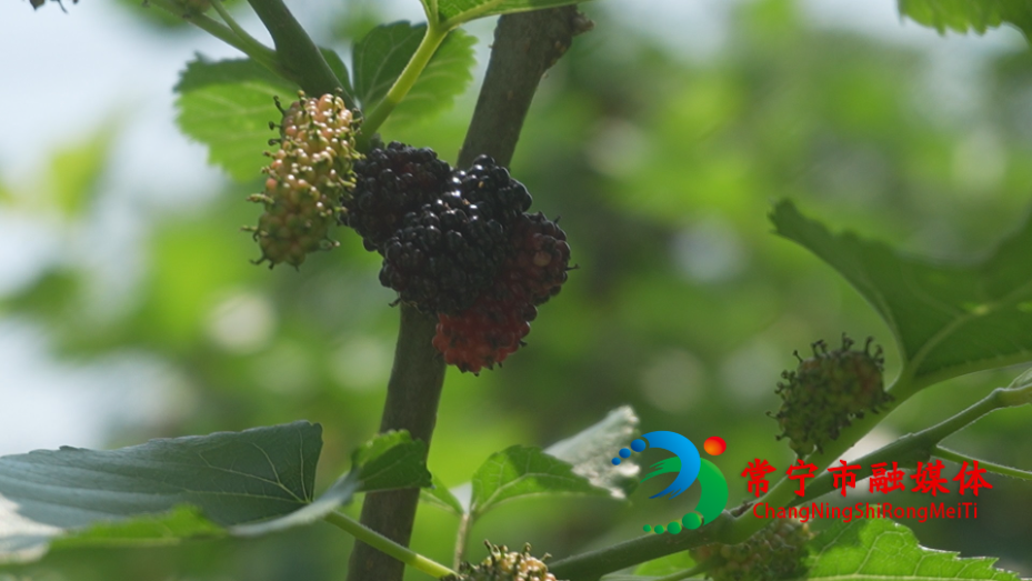 桑葚1.jpg