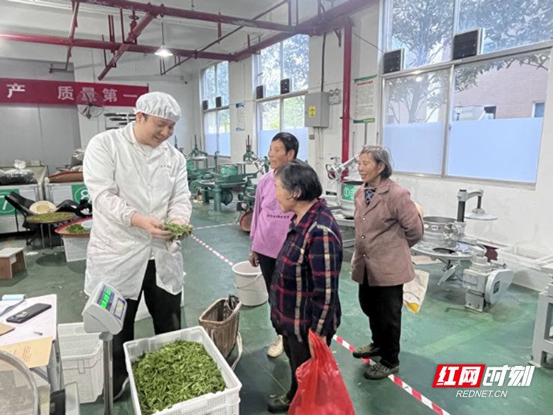 龚辉龙收购鲜叶_副本.jpg