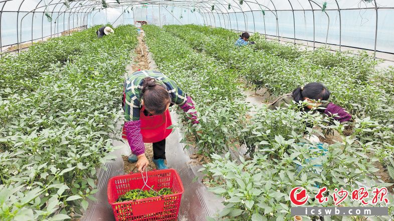 在望城区绿地生态农庄大棚里，农户正在采收辣椒。长沙晚报通讯员 何文平 供图