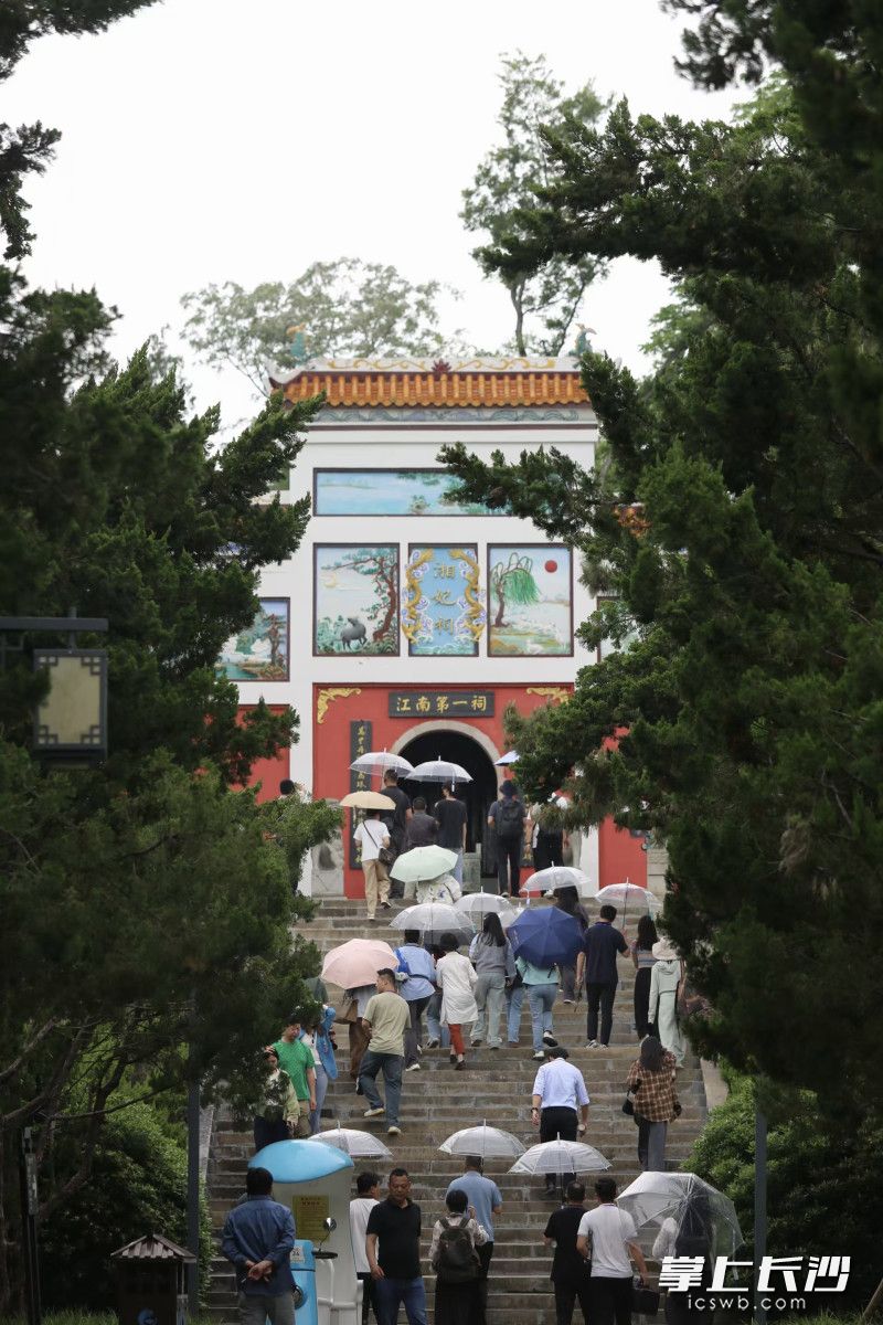 记者一行走进岳阳君山岛。