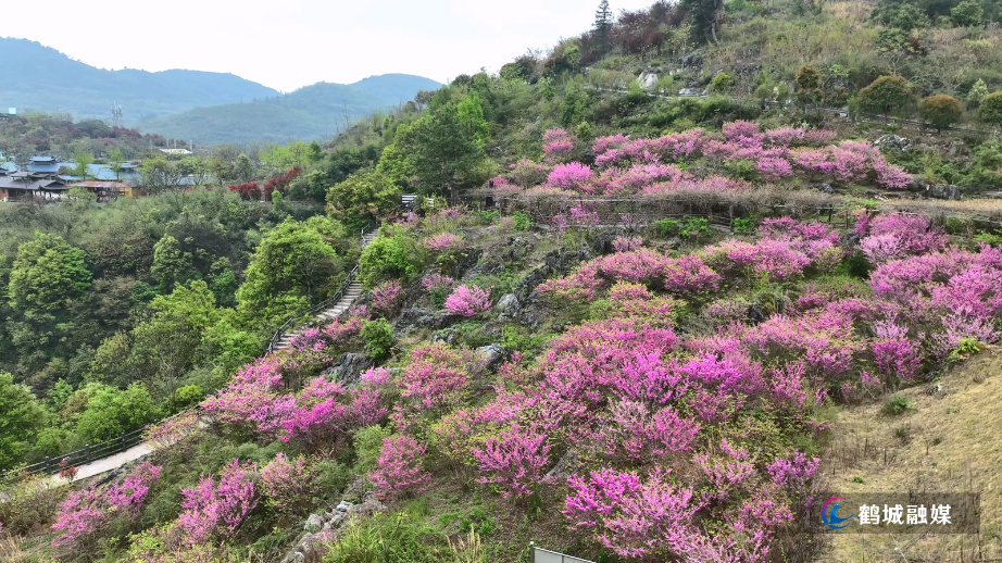 怀化鹤城区：800米高山崖壁 紫荆花开灿若云霞（4K）.mp4_20250424_160235.230.jpg