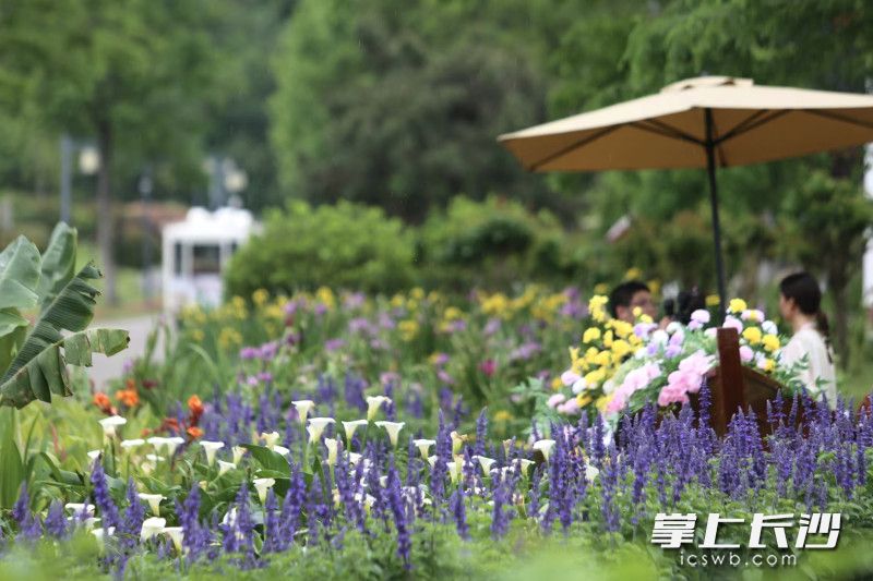 眼下的君山岛草绿花开。 均为长沙晚报全媒体记者贺文兵摄