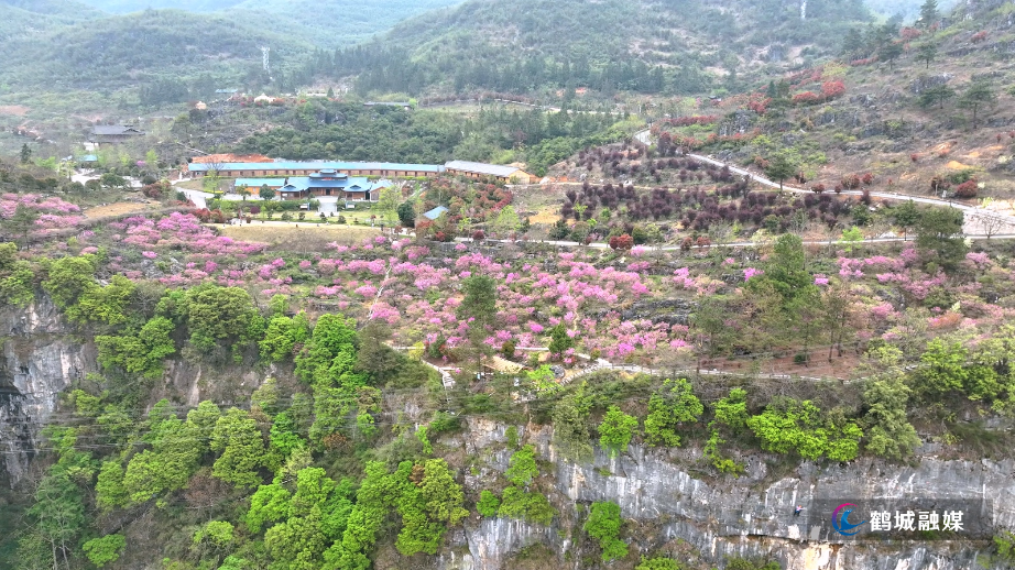 怀化鹤城区：800米高山崖壁 紫荆花开灿若云霞（4K）.mp4_20250424_160227.055.jpg