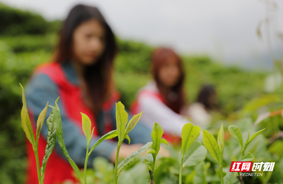 2025年4月26日，在湖南省衡阳市南岳区寿月乡石山茶场，南华大学青年志愿者在采摘春茶。 (7).JPG