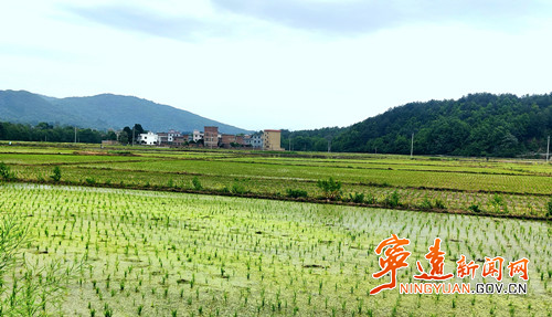 宁远鲤溪镇：春耕序曲时 沃野早稻忙_副本500.jpg