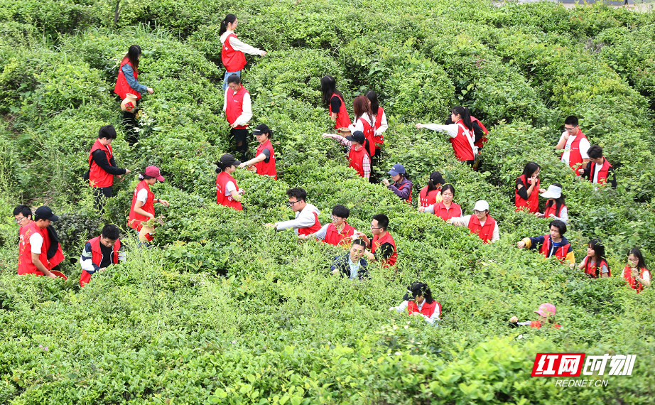 2025年4月26日，在湖南省衡阳市南岳区寿月乡石山茶场，南华大学青年志愿者在采摘春茶。 (11).png