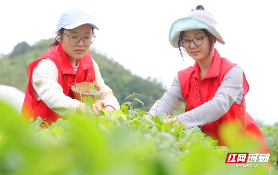 2025年4月26日，在湖南省衡阳市南岳区寿月乡石山茶场，南华大学青年志愿者在采摘春茶。 (17).JPG