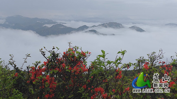 美丽蓝山：杜鹃花开正艳 云海美轮美奂222.jpg