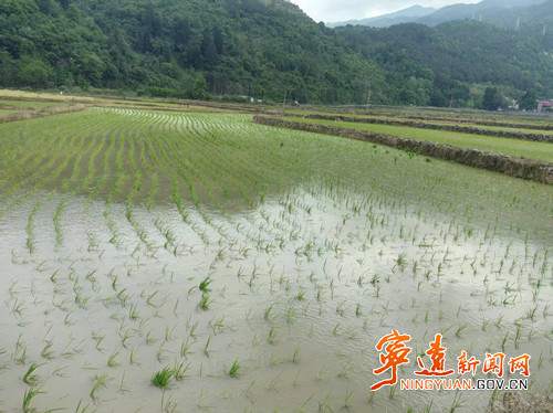 宁远清水桥镇：党建领航春耕忙_副本500.jpg