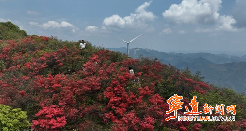 宁远桐木漯瑶族乡：高山杜鹃红 游客踏香来2_副本500.jpg