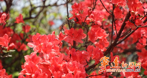宁远桐木漯瑶族乡：高山杜鹃红 游客踏香来3_副本500.png