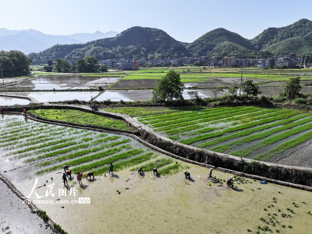 5月2日，在湖南省常宁市庙前镇，村民在起秧苗。