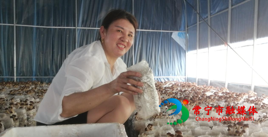 茶树菇1.jpg