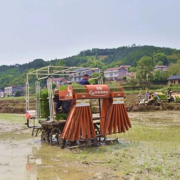五月初夏 张家界多地进入农忙模式（图）